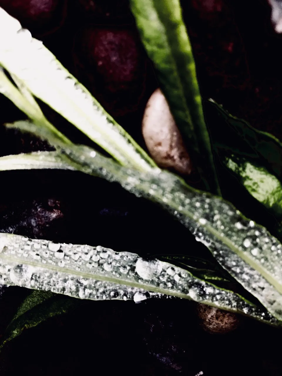 ADE34F8D-5C35-4D92-BE03-609C36CE4B1A.jpeg