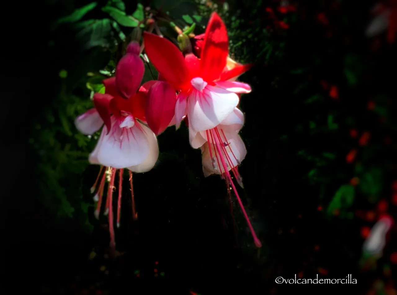 E733FB8C-A355-41CF-AB8E-F0ED0A4C1EA4.jpeg
