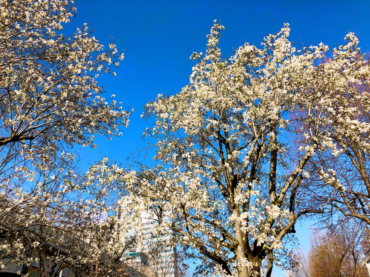 963C77E9-94C2-42D8-8B3C-570255824BA9.jpeg