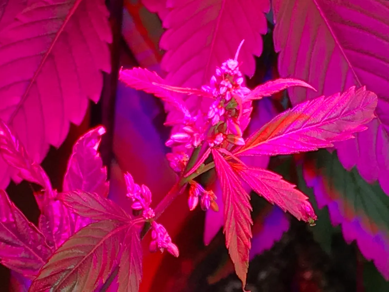 C742E683-1201-4B8A-AB2E-78C80524C119.jpeg