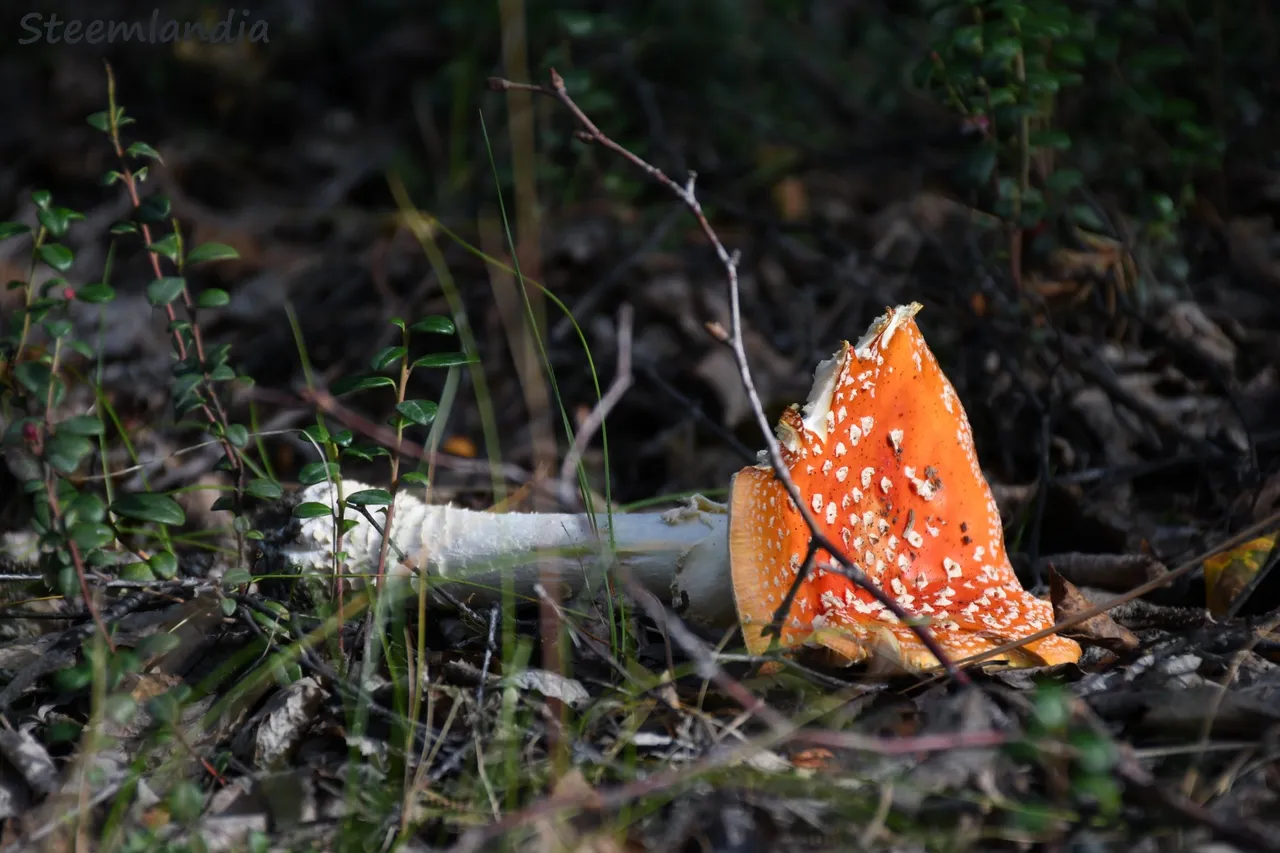 steemlandia2019april19th47mushroom6io.jpg