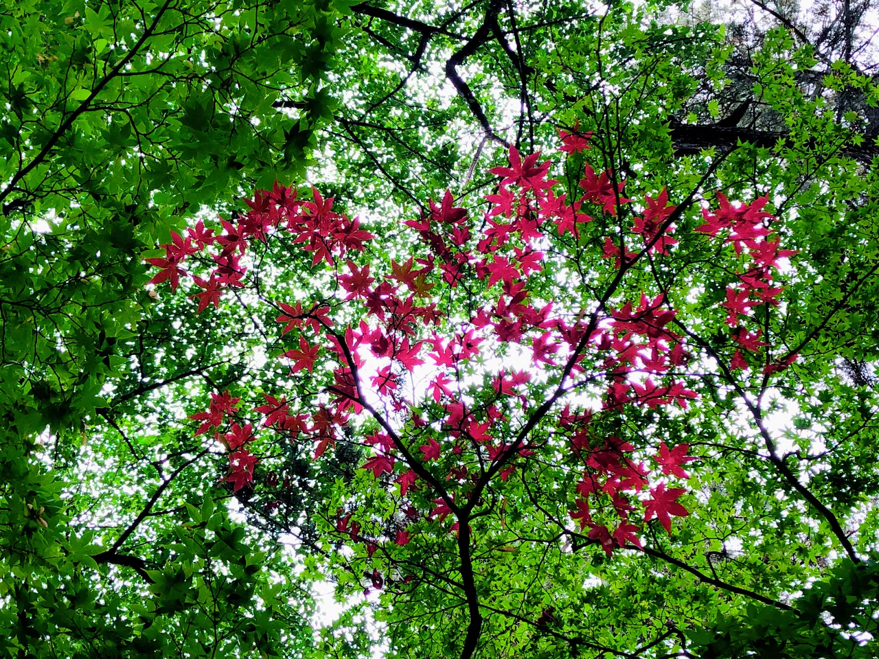 658FD3C7-C924-4ECD-AE8F-CDCC71B53E60.jpeg