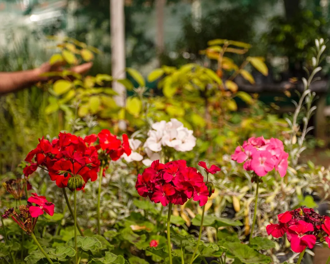 close-up-flowers-garden_23-2148905218.jpg