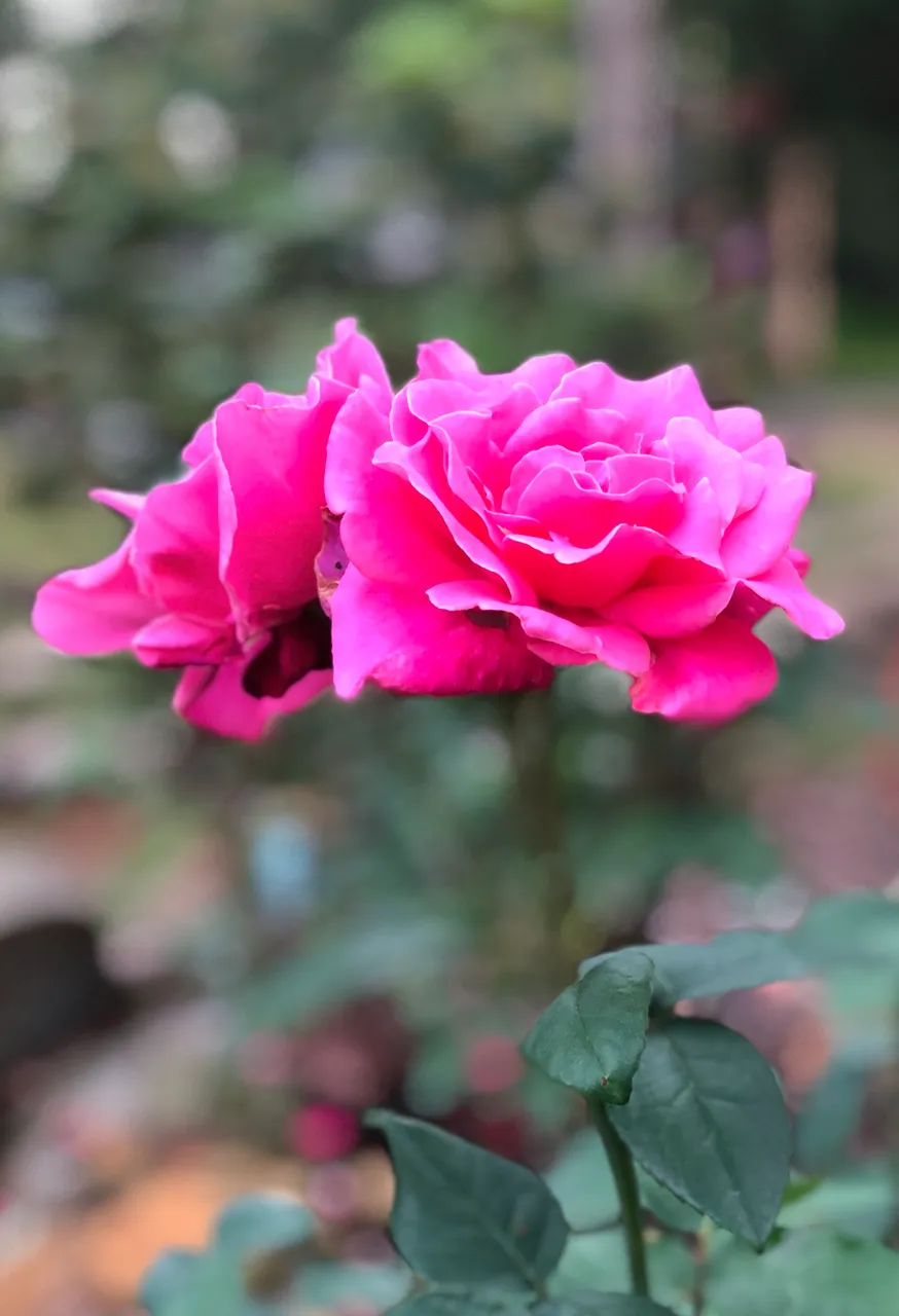 AF9B022B-48CB-4EFF-B6E1-9701AA8A96F7.jpeg