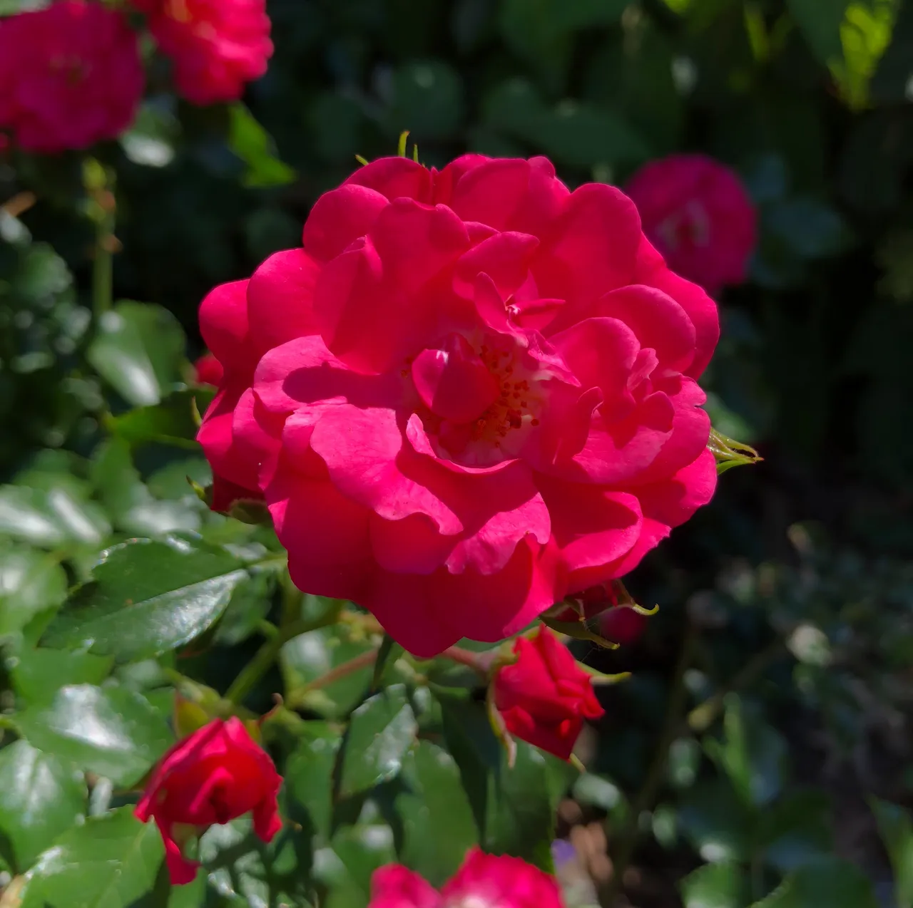 868FD9DC-7A9D-4F81-9D33-14E00A67224A.jpeg