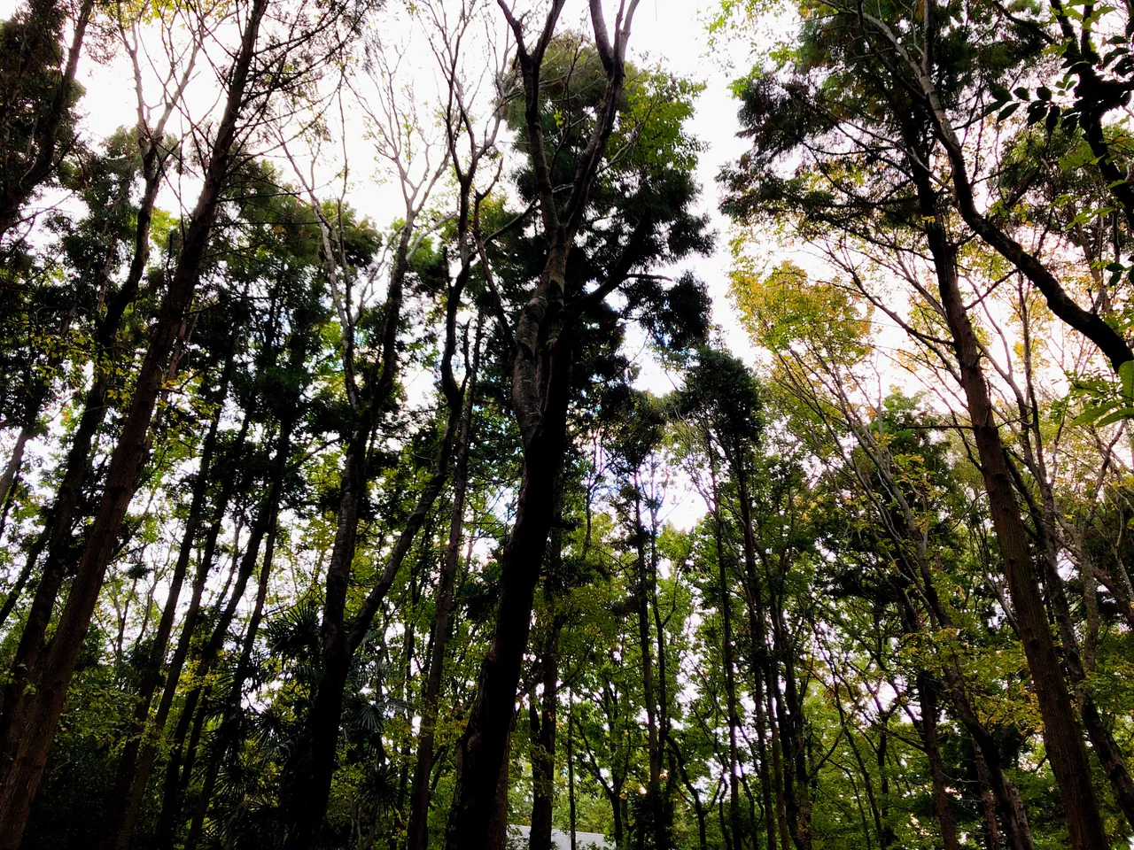 4E7E93CC-742B-4054-918C-0054654C31A0.jpeg