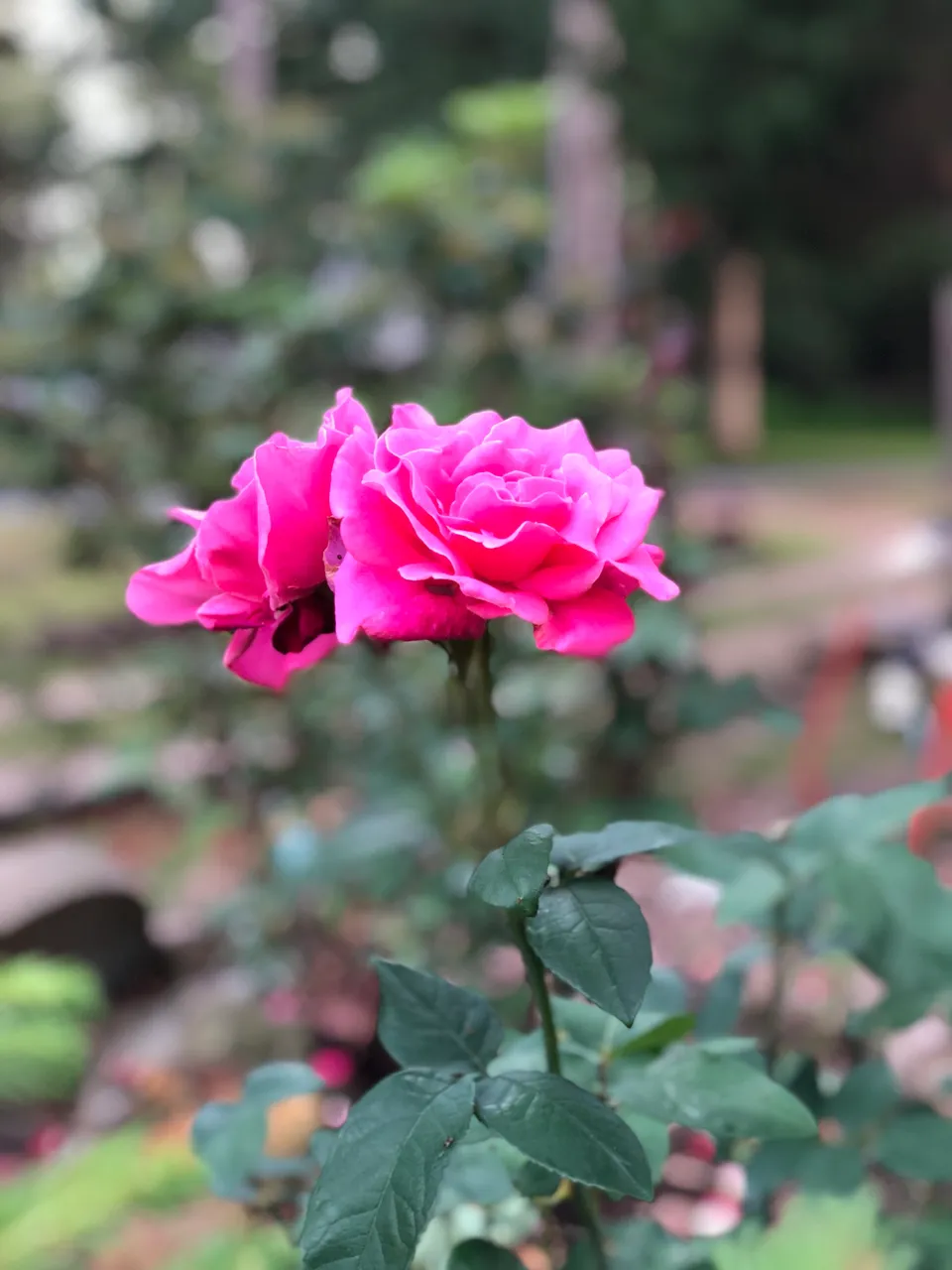 E4395B05-1300-4BD2-9351-096C49C5BCD5.jpeg