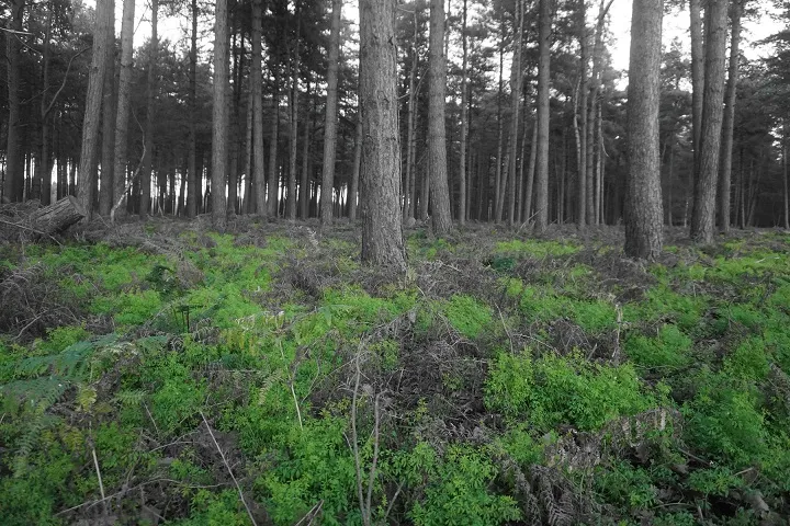 Selective Colour Woodland Scene.JPG