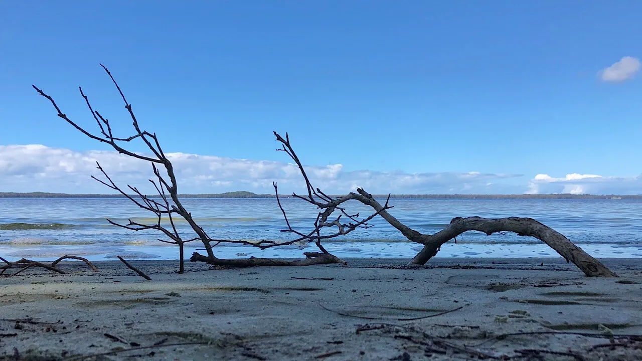 Fallen branch by the lake