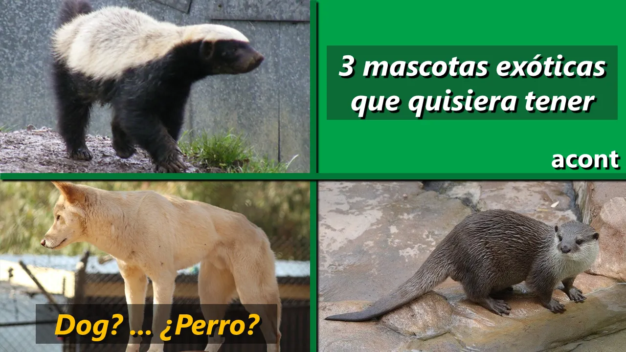 3 mascotas exóticas que quisiera tener - 3 exotic pets I would like to have.png