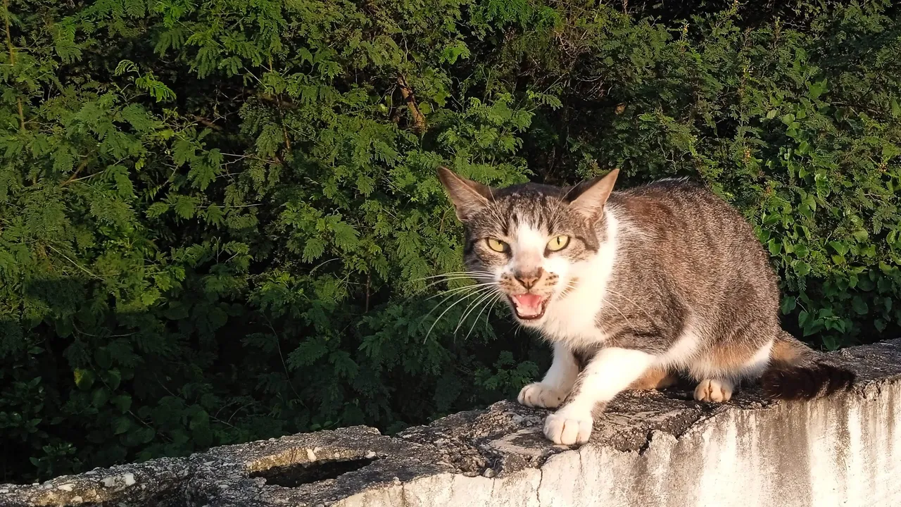 Gris Grisa Gata HivePets (7).jpg