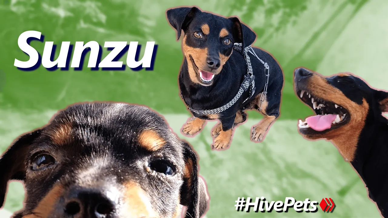 Sunzu HivePets.png