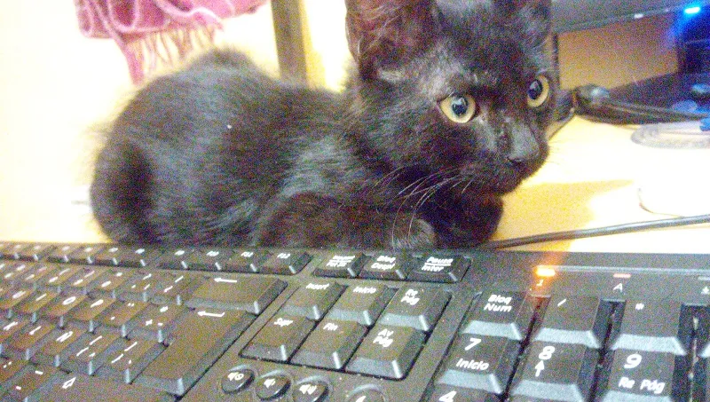 Gato Ro teclado.jpg