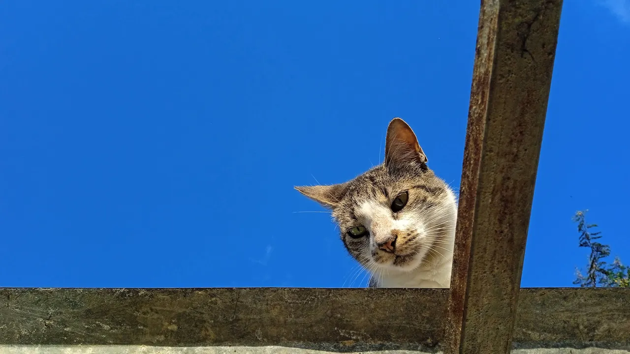 Gris Grisa Gata HivePets (11).jpg