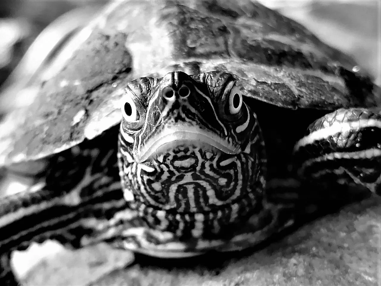 turtle02.jpg
