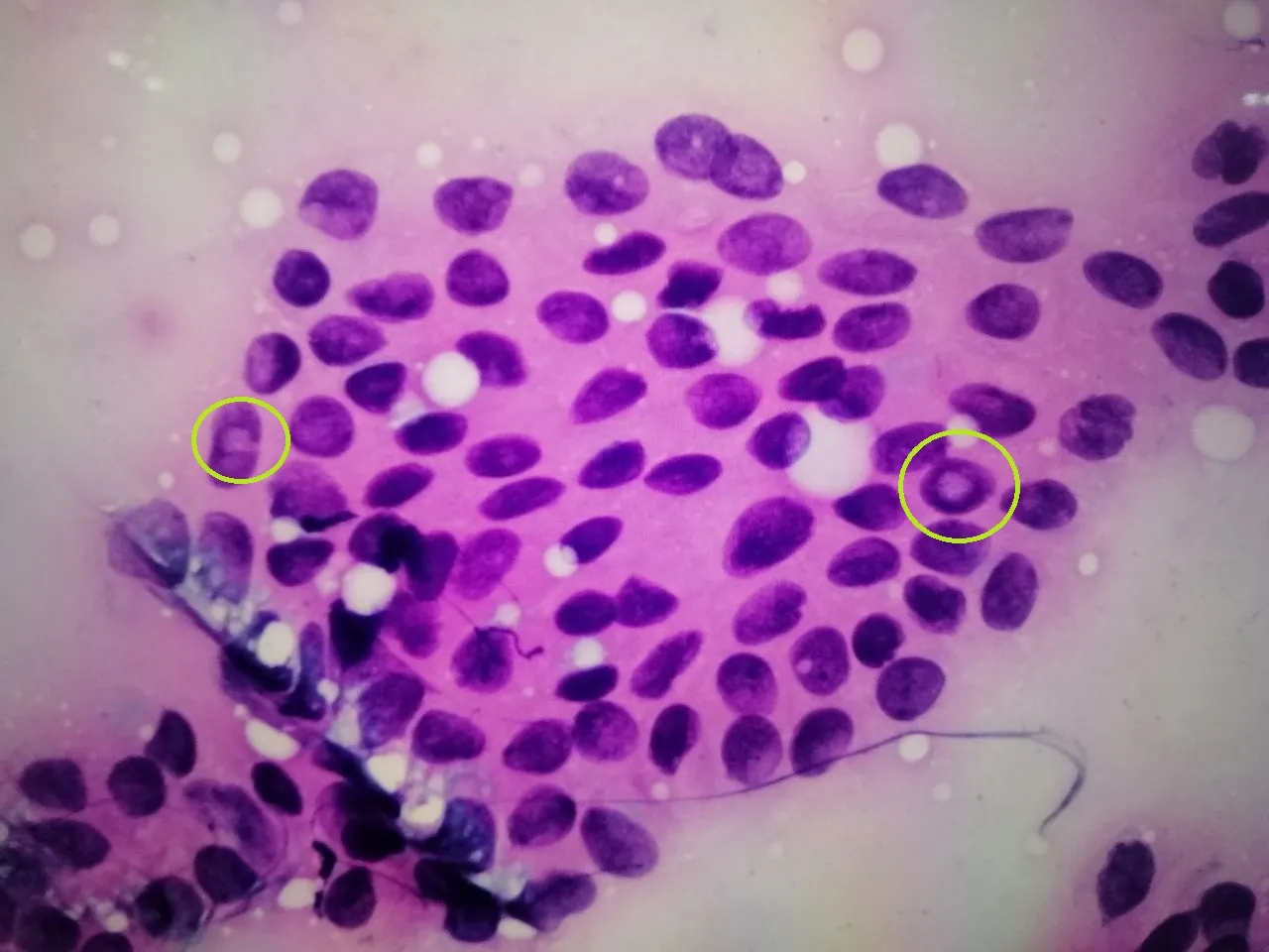 PTC HPF 2.jpg