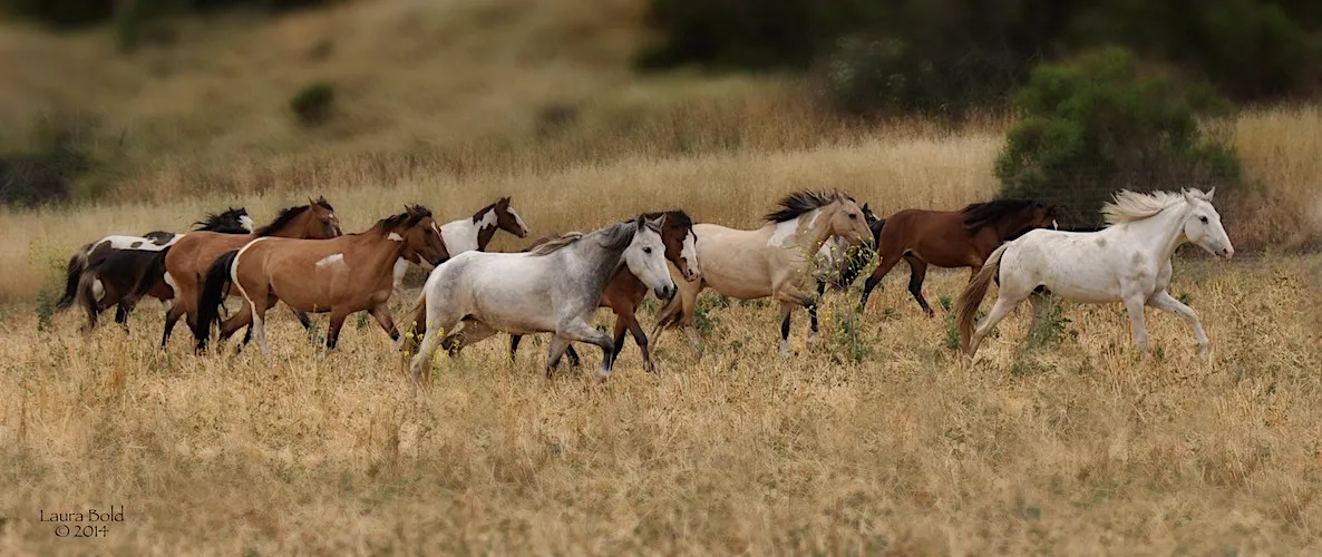 CHOCTAW-HERD-By-Laura-Bold-1 3.0.png