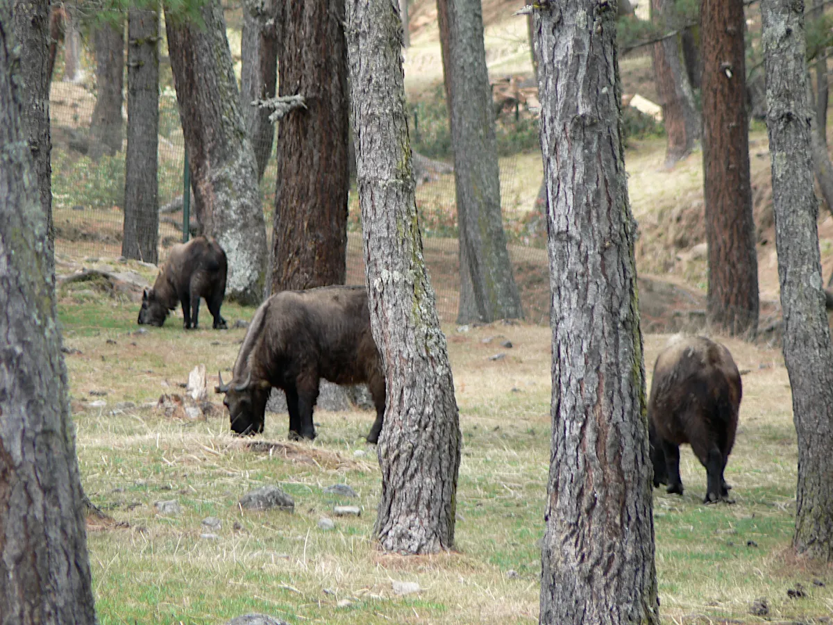 buthan Takin,_Thimphu_mini-zoo Stephen Shephard 3.0.png