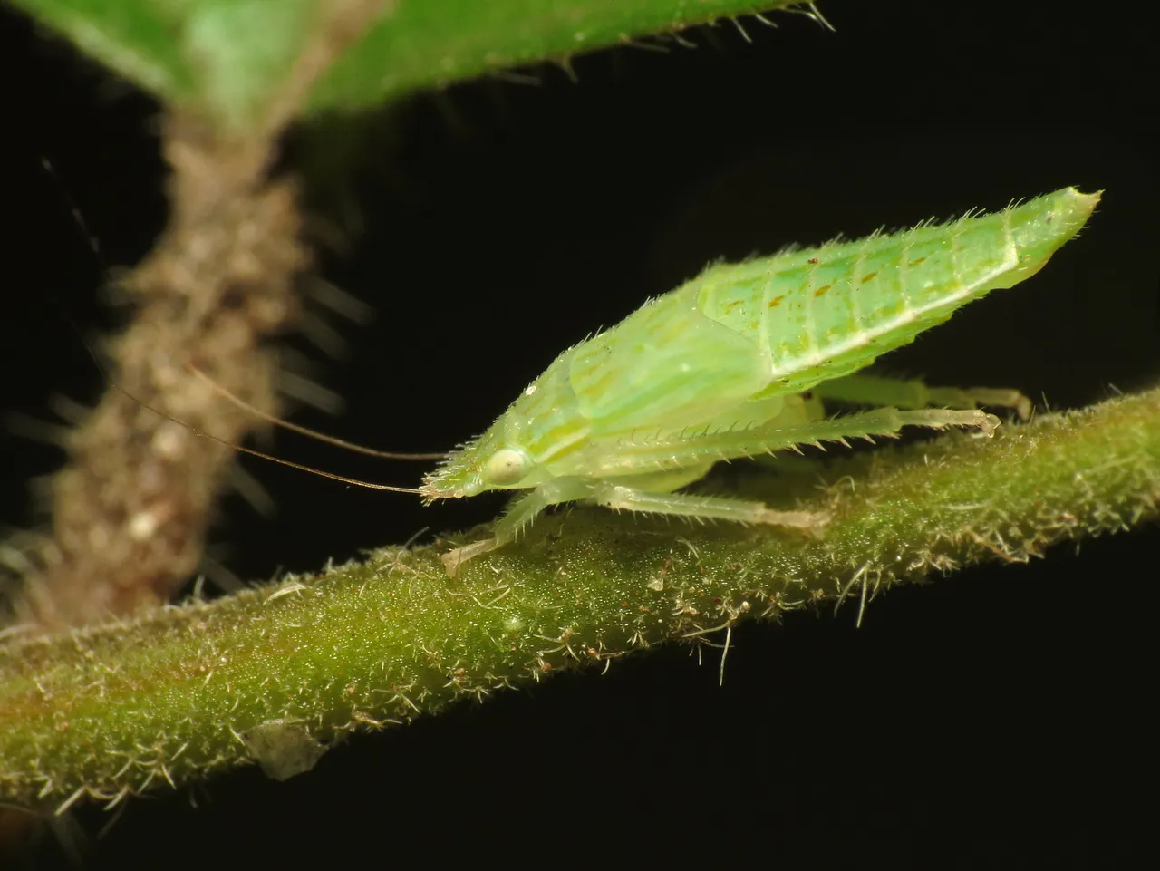 Leaf Hopper Nymp Katja Schulz from Washington, D. C., USA 2.0.jpg