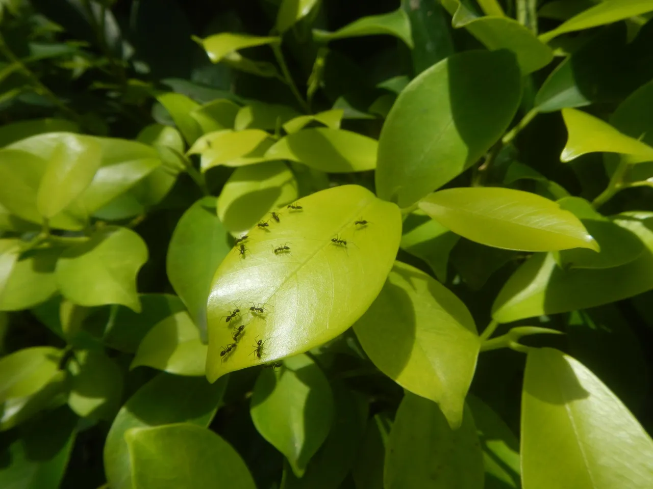 9946Black_garden_ants_on_leaves_of_the_Philippines_01 Judgefloro 1.0 public.jpg