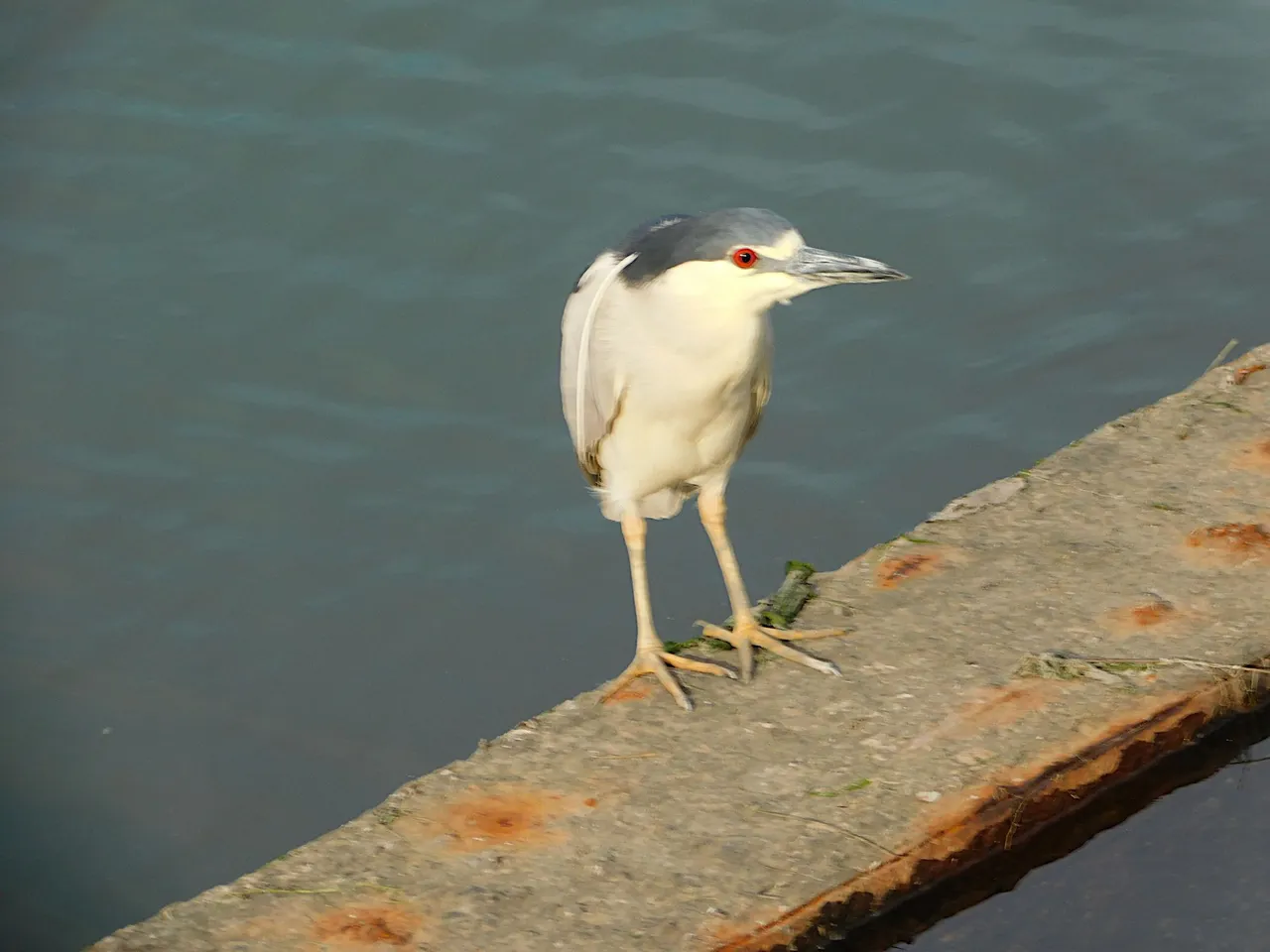 black-crowned night heron looking left smaller.png