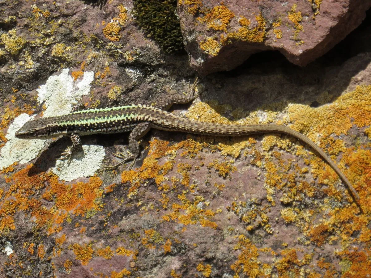 Caucasian Rock Lizard Alastair Rae from London, United Kingdom 2.0.jpg