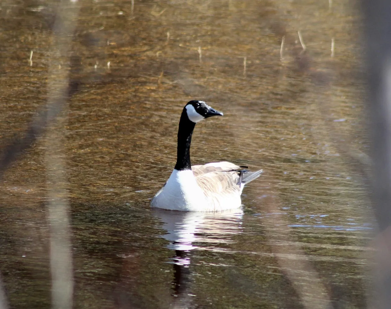 canada goose redheadpei.png