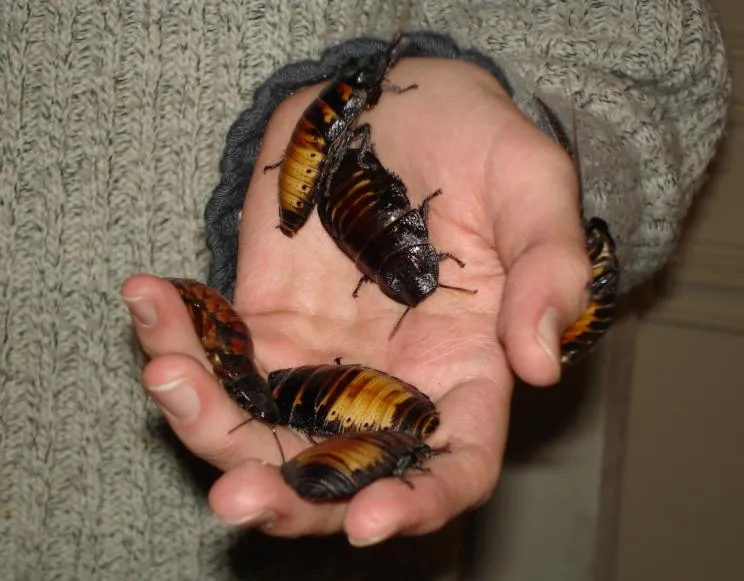 madagascar hissing cockroaches Husond at English Wikipedia 3.5.JPG