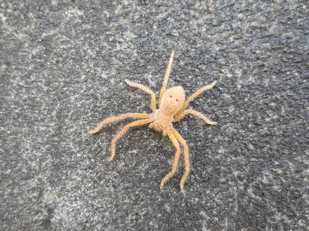 spider-2808851_1280.jpg