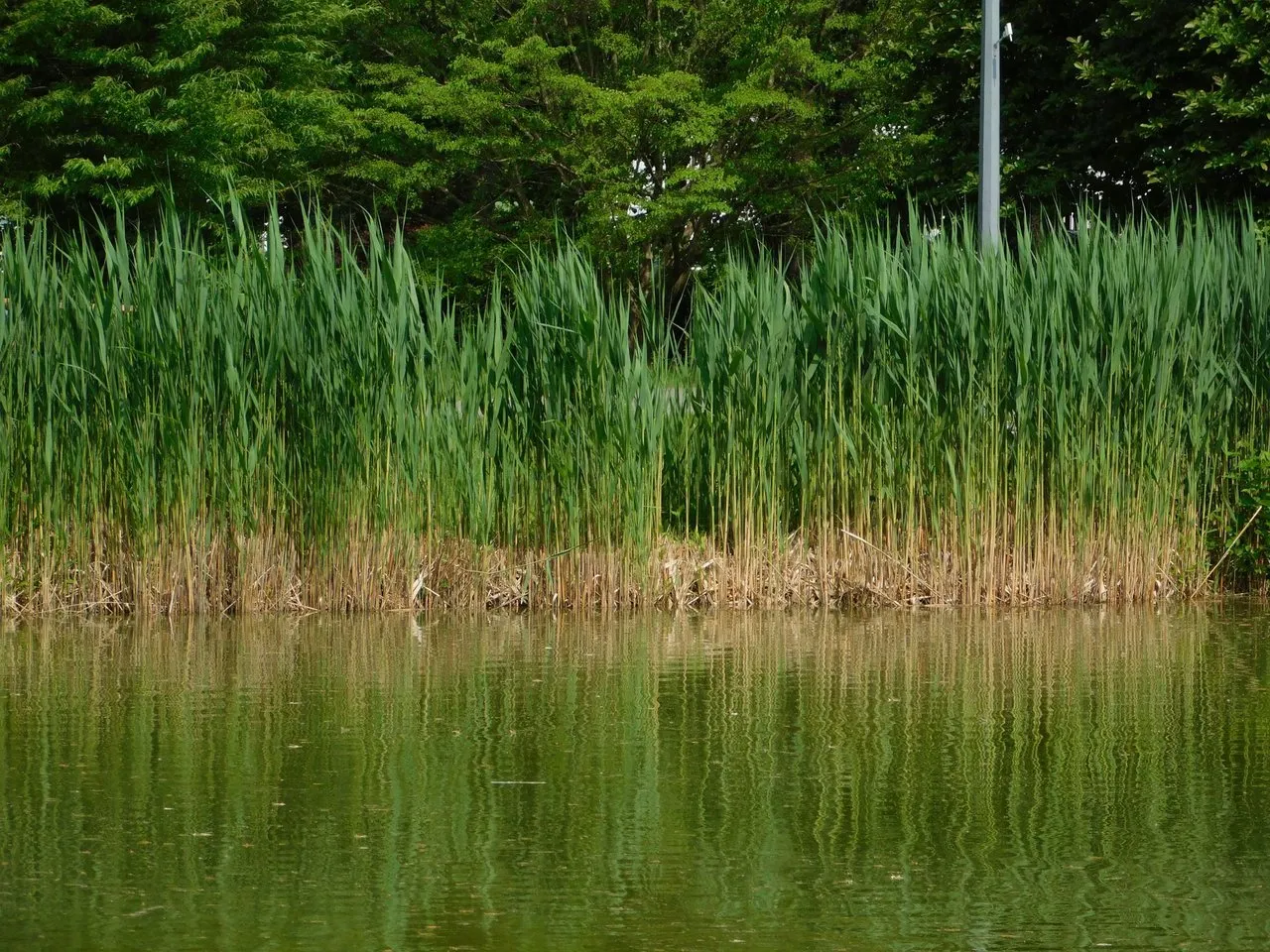 reed at mill pond.png