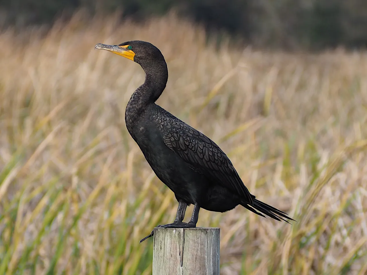 commorant Phalacrocorax_auritus_110975877 Zygy cc 1.0.png