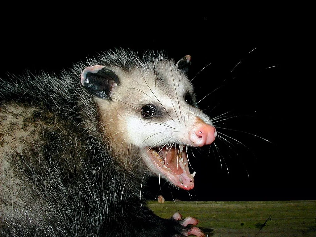 opossum teeth AwesomePossum-AmericanOpossum User PiccoloNamek on en.wikipedia 3.0.jpg
