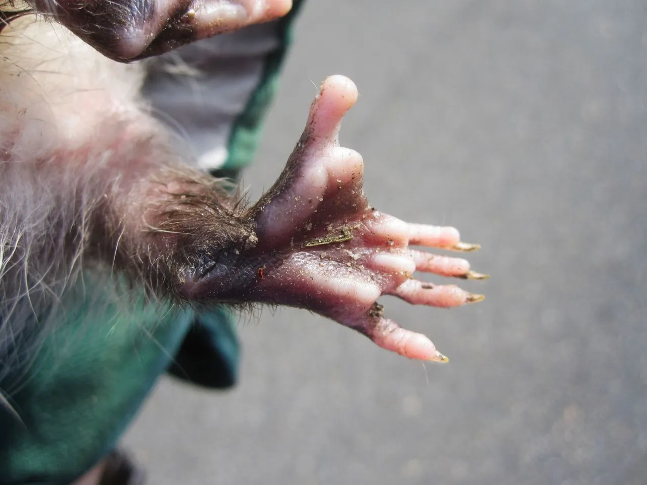 Virginia opossum opposable thumb Tony Alter 4.0.jpg