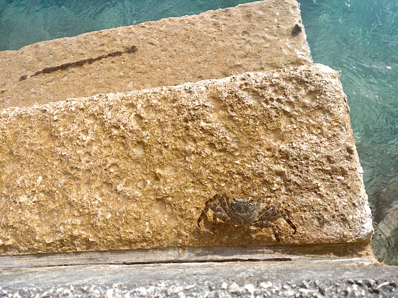 crab climbing steps curacao.png