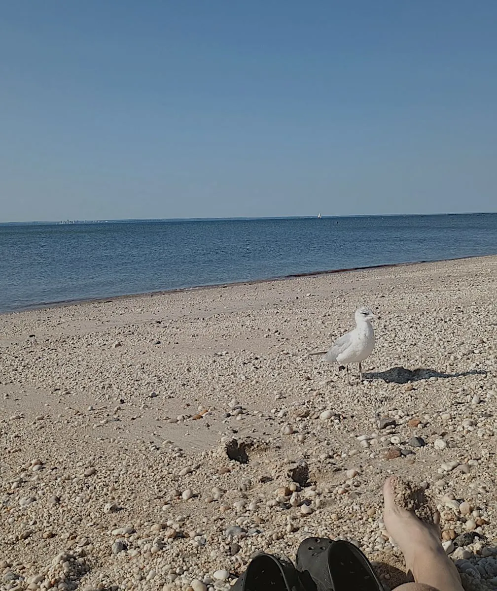 bold seagull jully 2025x.png
