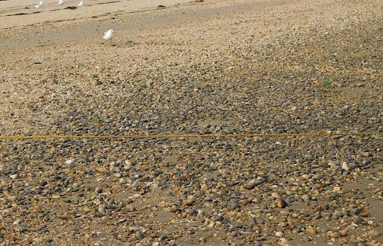 rocky beach centre island and gull.png
