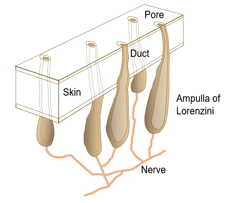 ampullae of lorenzini three dimensional view2.png