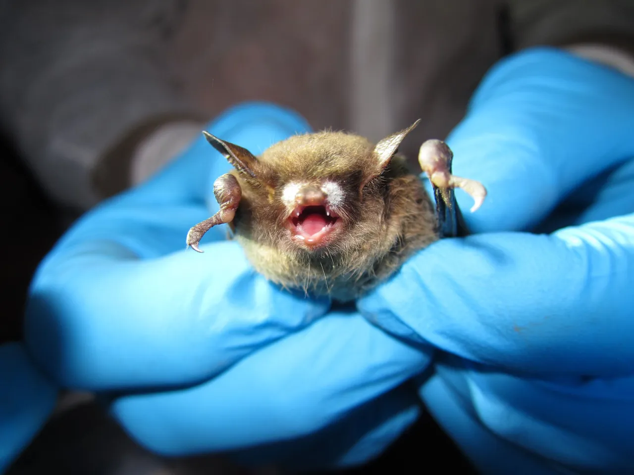 Little bown bat WINS credit dolovis 2.0 fish and wildlife.jpg