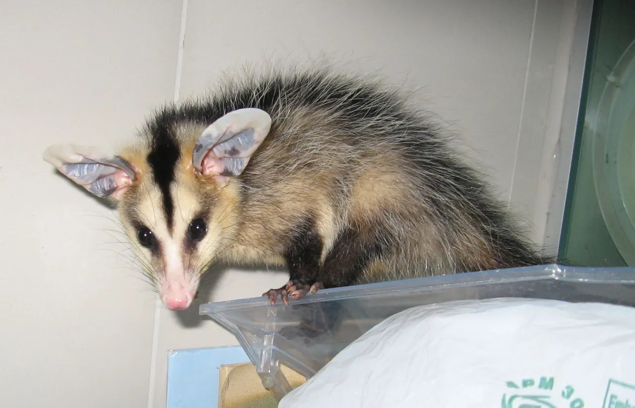 opossum, Brazil, white-eared Didelphis_albiventris-12-07-28 credit Rhalah 3.0.jpg