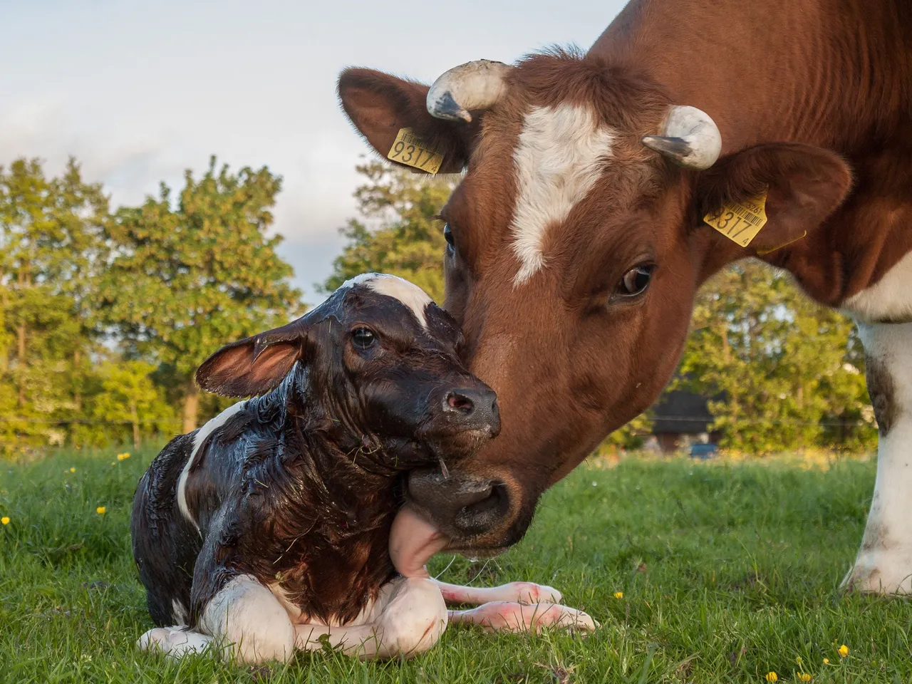 New_born_Frisian_red_white_calf Uberprutser 3.0.jpg