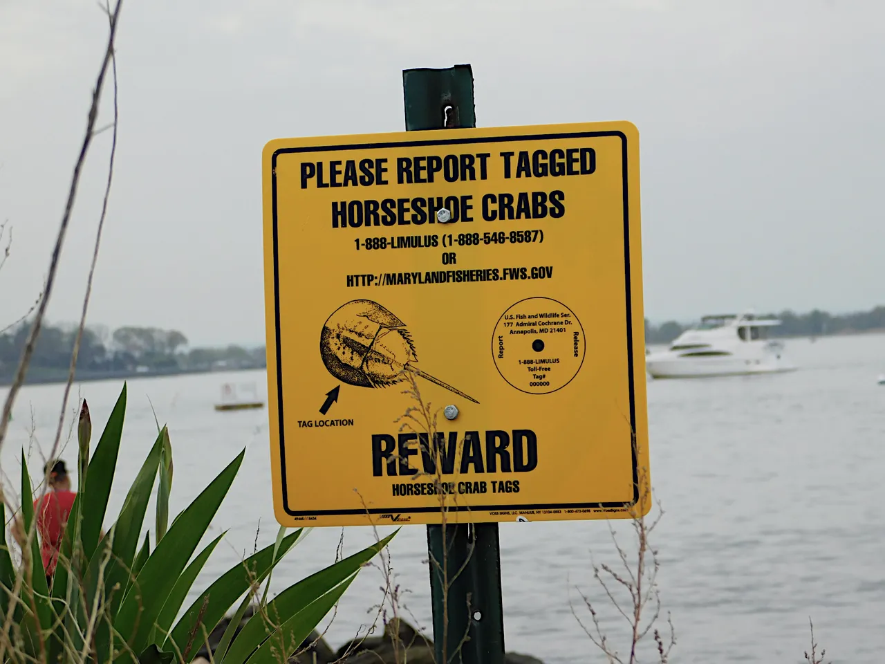 report tagges horseshoe crabs amazing nature.png