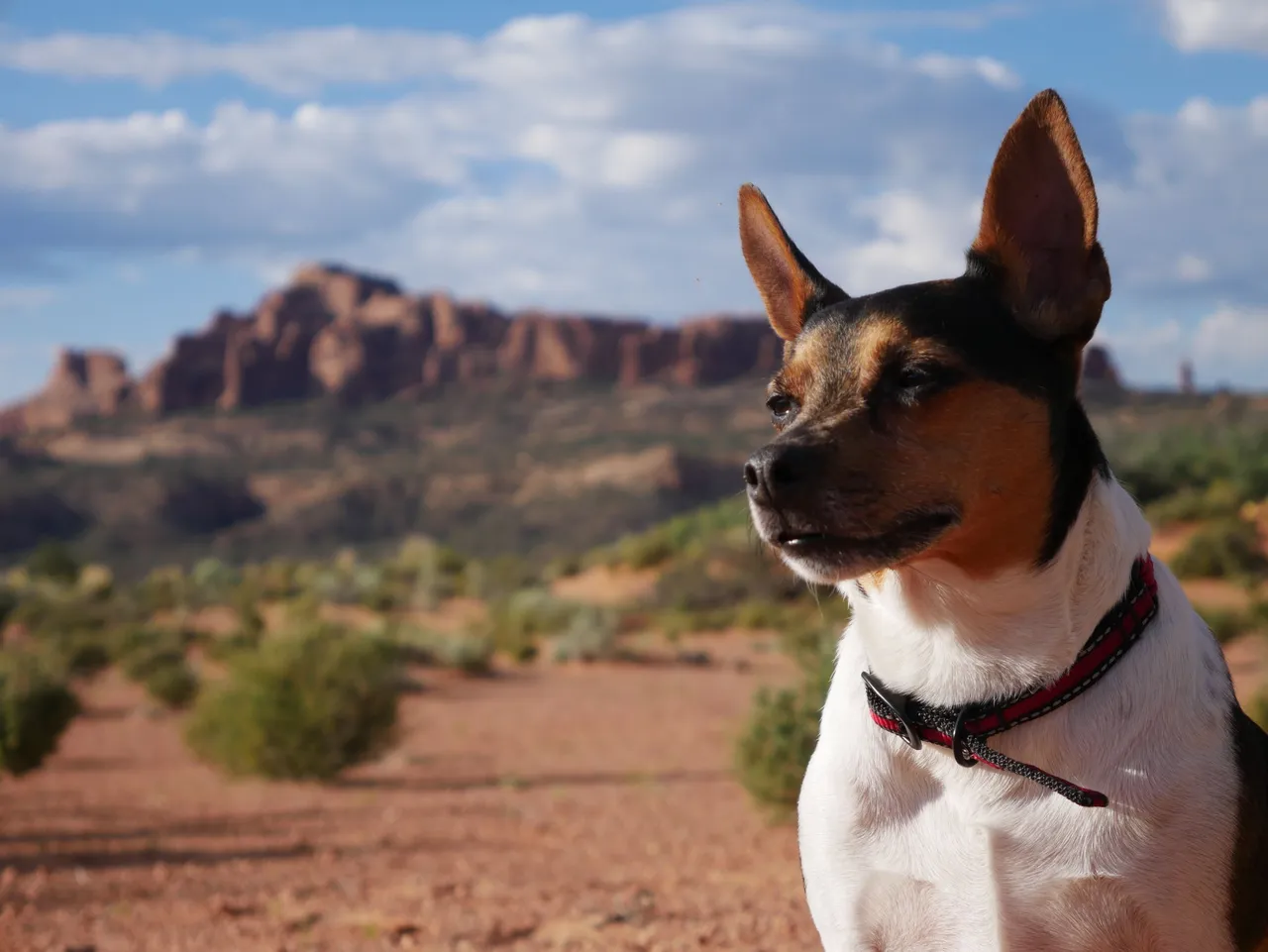 Rat_terrier_outdoors dlarm112 4.0.jpg