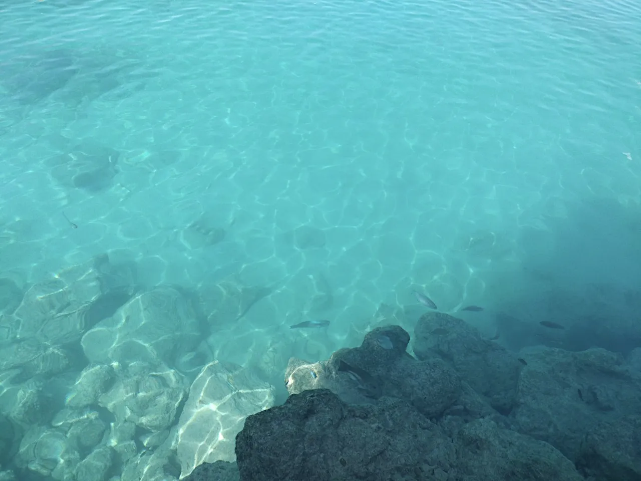 different fish swimming off rocks.png