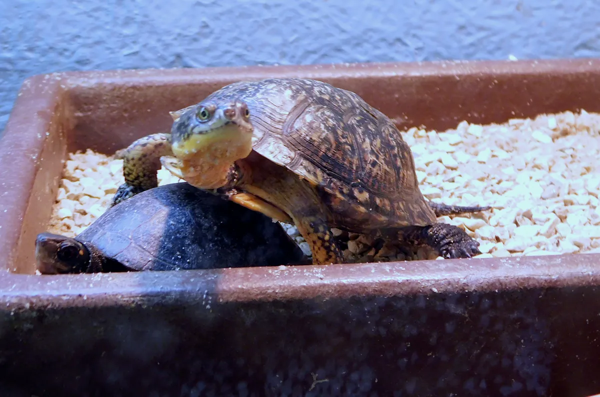spottetd turtle very gooda2.png
