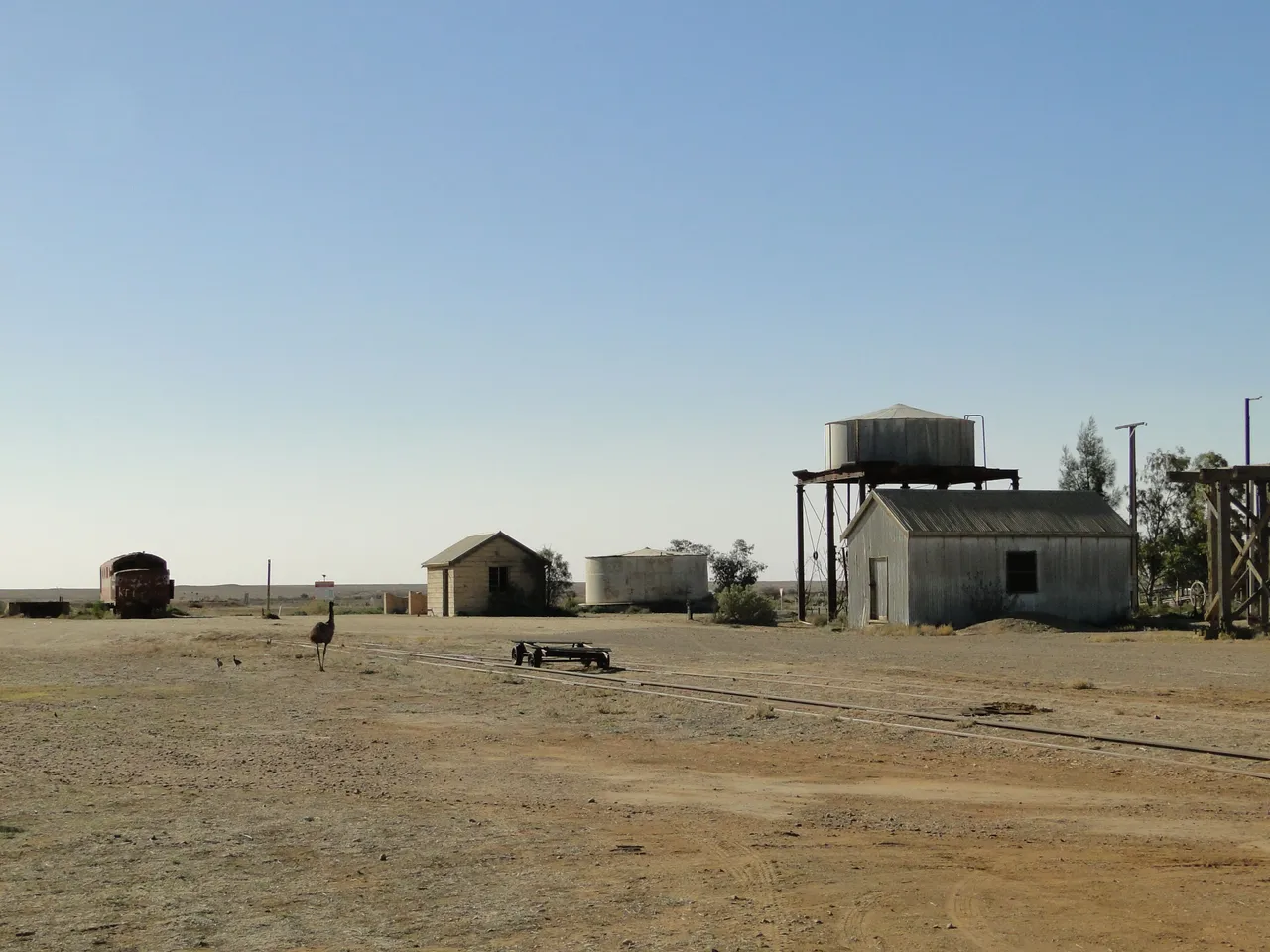 Emu_at_Marree Peterdownunder 4.0.JPG
