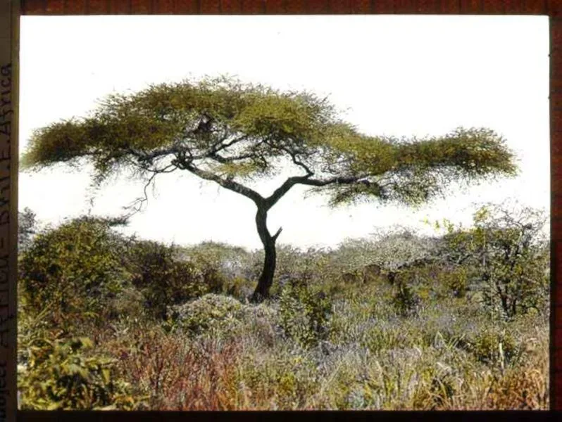 Acacia_tree_and_vegetation field museum library public.jpg