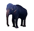 muelli elephant2.png