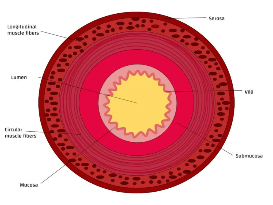 Cross_Section_of_a_Small_Intestine credit Jazlyn G 4.0.png
