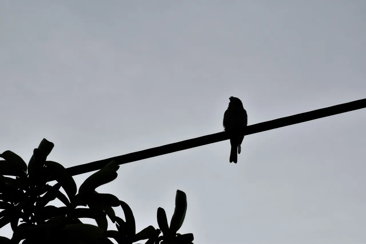 pajaro silueta.jpg