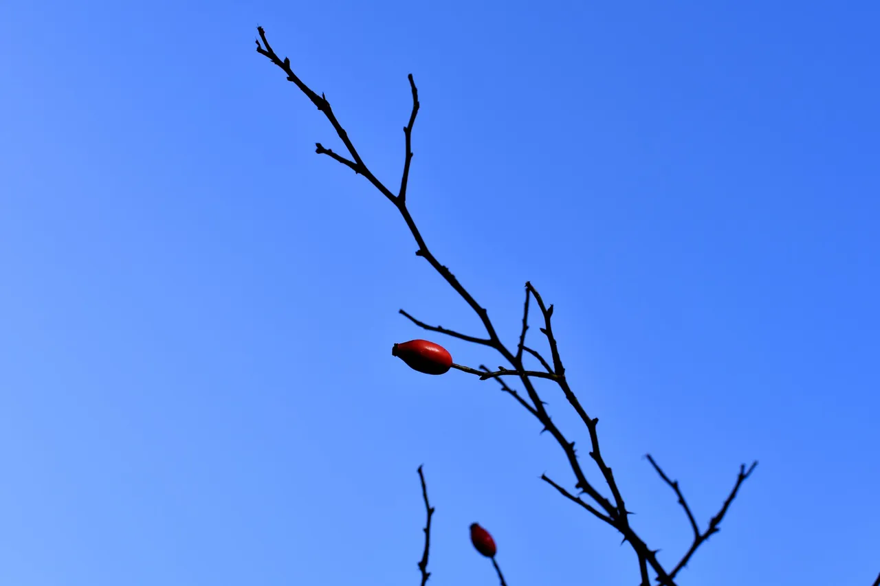 DSC_0876.JPG